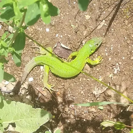 Safari
